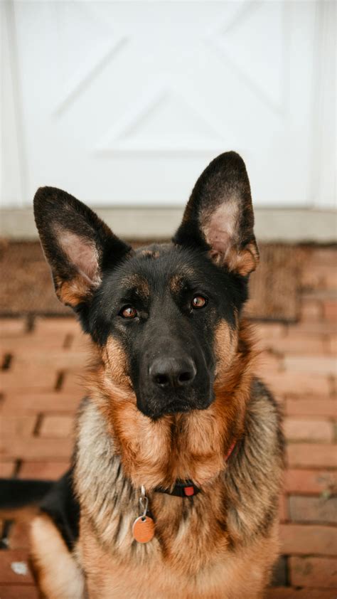 Best guard dog breeds that are also friendly