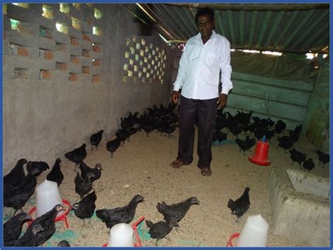 OFT : Poultry breed testing | Anand Agricultural University, Anand