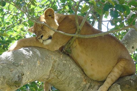 MPOLOGOMA AFRICAN SAFARIS (2025) All You Need to Know BEFORE You Go ...