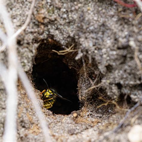 Wasp & Hornet Nest Removal - BMS Pest Control