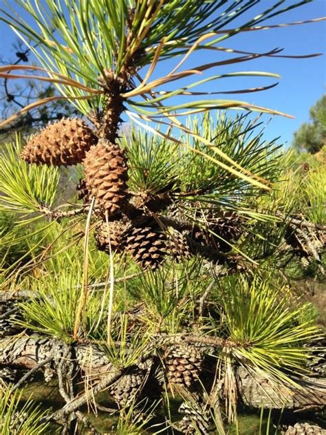 Pinus rigida - pitch pine | University of Guelph Arboretum, Canada