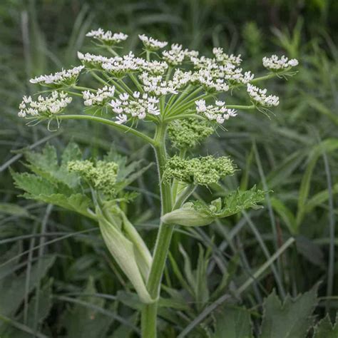 Cow Parsnip: Identification, Edible Parts, and Cooking
