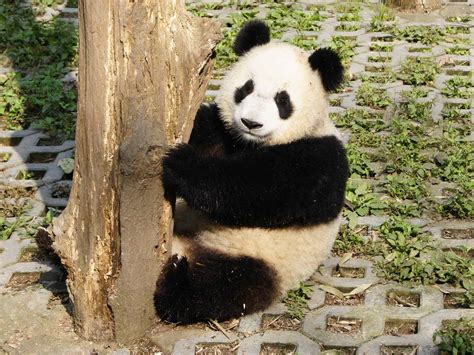 国宝熊猫的简介-国宝——大熊猫的介绍