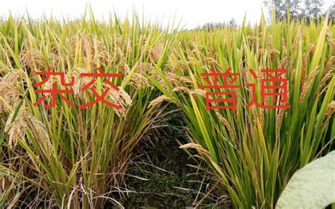 杂交水稻和普通水稻的区别？（个人感觉）