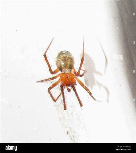 Red House Spider (Nesticodes rufipes) Arachnida Stock Photo - Alamy
