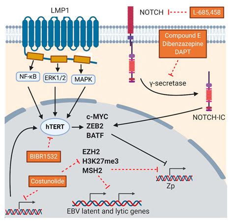 Lytic Induction Therapy against Epstein–Barr Virus-Associated ...