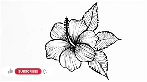 Hibiscus Flower Drawing Step By Step Colored Drawing Of Hibiscus