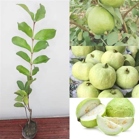 Puspita Nursery Thai 7 Guava Plant: Premium, Sweet, and Crisp Variety