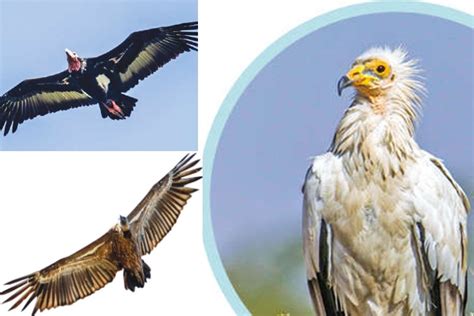 Chennai lost vulture population in 90 years: New book