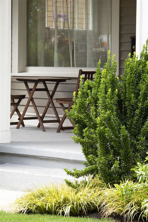 Green Spire Euonymus, Euonymus japonicus 'Green Spire', Monrovia Plant