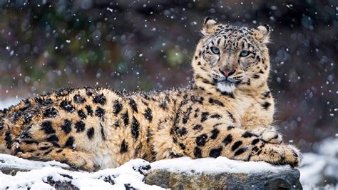 India's snow leopard population grows to 741, first scientific count ...