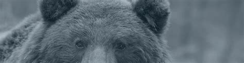 Brown Bear Hunting (ursus arctos) in Bosnia and Herzegovina | Tara Sport