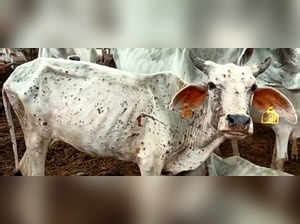 Lumpy Skin Disease Gujarat: Lumpy skin disease spreads to 17 districts ...