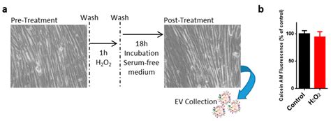 Extracellular Vesicles Released by Oxidatively Injured or Intact C2C12 ...