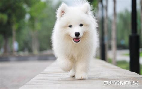 世界上10大性格最温顺的狗，金毛犬排在第一位(2)_巴拉排行榜