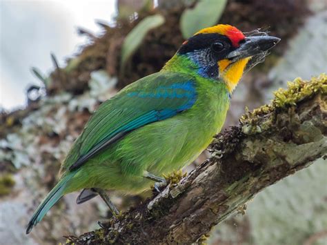 Necklaced Barbet - eBird