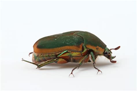 Green June Beetle Larvae