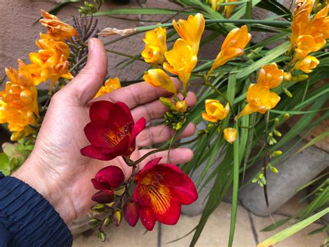 What Is The Smell Of Freesia