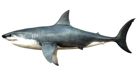 合众社：研究指巨齿鲨是海洋食物链顶级王者 能吃掉任何动物包括自相残杀_滚动_中国小康网