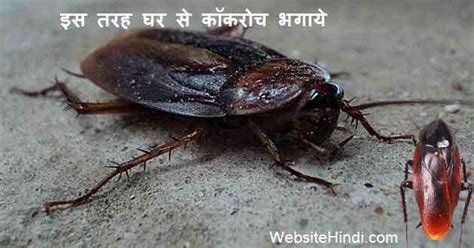 Cockroach Bhagane Ke Tarike | घर से कॉकरोच कैसे भगाये