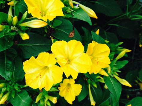 Four o'clocks - Mirabilis jalapa | Flower garden plants