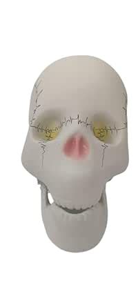 Extremely Detailed And Premium Skull Model, Landmarks Are Numbered By ...