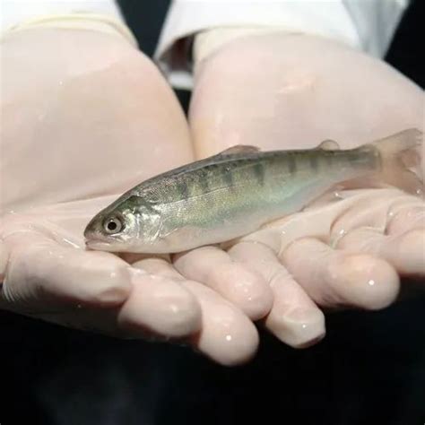 Bioclean Aqua Fish - Aquaculture probiotics, fish probiotics ...