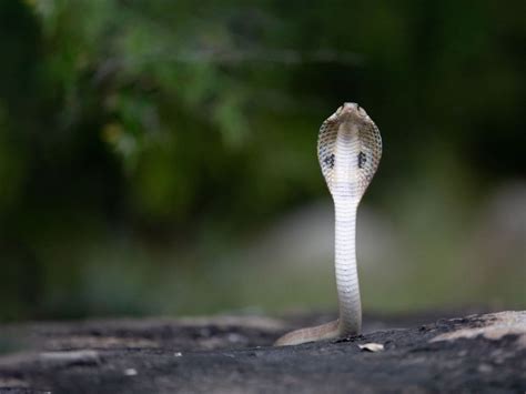 A Guide To Snakebite Mitigation And Management | Nature inFocus