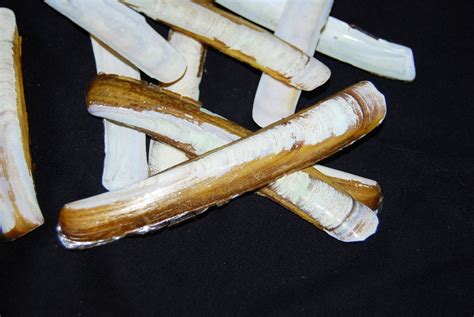 Image result for Clam Shell Crafts