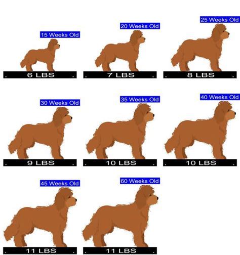 Cockapoo Size Chart: A Simple Guide to Different Sizes - Imaginative Minds