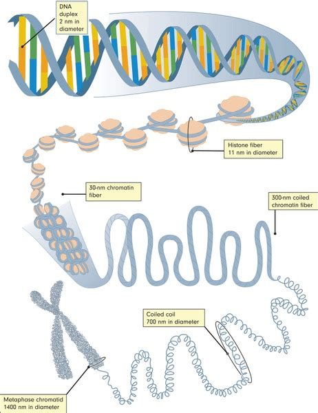 DNA Replication Steps 的图像结果