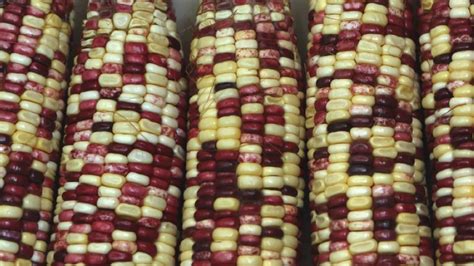 CropScience 的图像结果