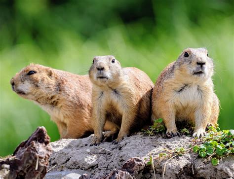 Prairie Grasslands Animals