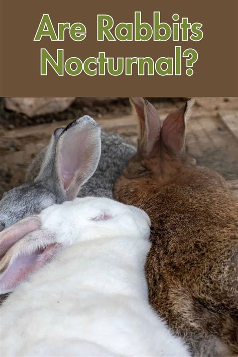 Are Rabbits Nocturnal? Tips for Nighttime Activity - Every Bunny Welcome