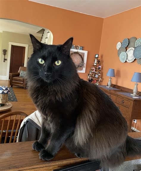 My Ragdoll/Maine Coon mix :) : r/ragdolls