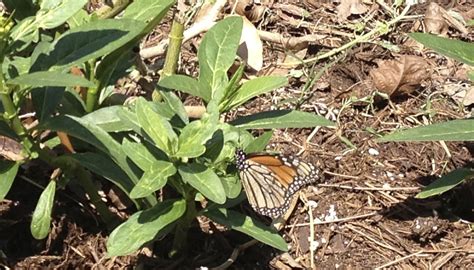 Faded FOS Monarch Butterfly Lays Eggs in San Antonio Despite Dreary ...