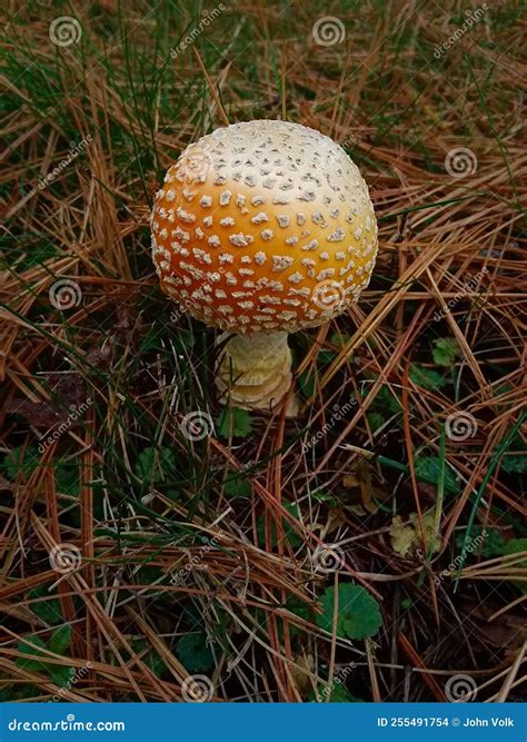 Young Amanita Muscaria Variety Guessowii, American Yellow Fly Agaric ...