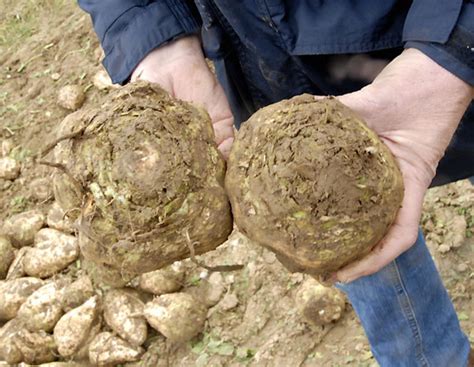 Blühgenom der Zuckerrübe entdeckt | agrarheute.com