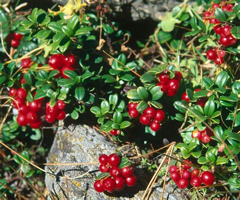 How to plant cranberries - tips to pick the right spot | Homes and Gardens
