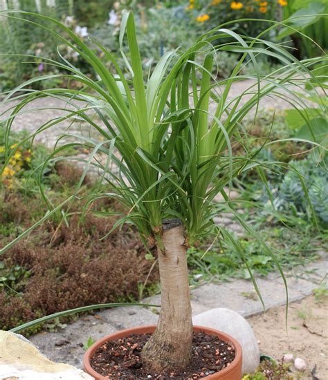 Beaucarnea recurvata