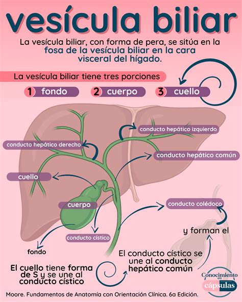 🩺 VESÍCULA BILIAR | Vesicula biliar, Vesicula, Higado anatomia