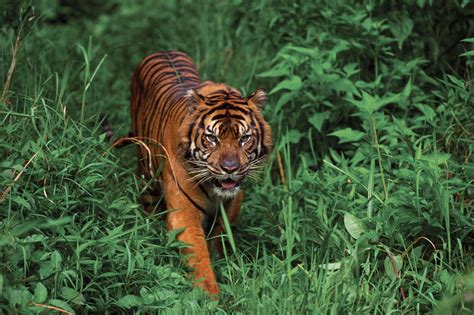 Habitat Of Sumatran Tiger