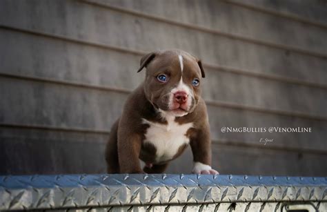 Tri Color Pitbull Puppies