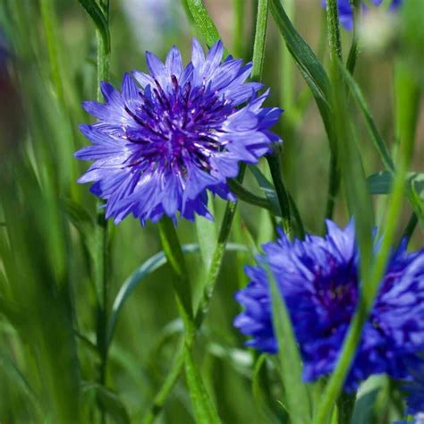 Cornflower Blue Seeds, Centaurea Cyanus, Blue Diadem Seeds
