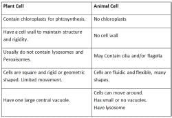 Important Points: The Fundamental Unit of Life - Science Class 9 PDF ...