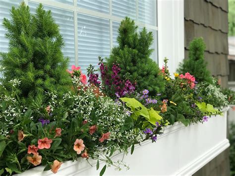 Using Evergreens in Container Gardens — Contained Creations