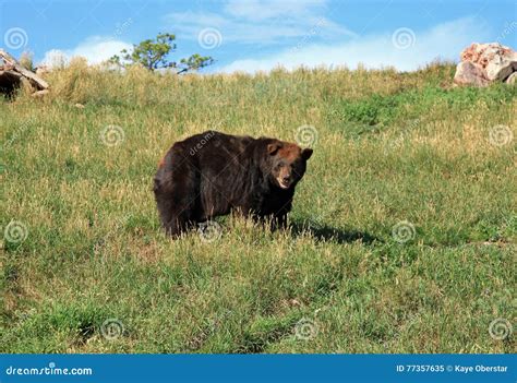 Black Bears at Bear Country Stock Image - Image of wild, wildlife: 77357635