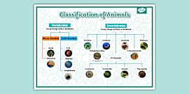 Image result for Classification Display KS2