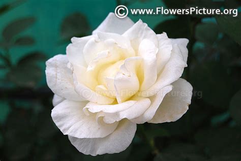 White roses-Varieties with Name