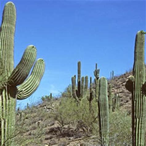 Cactaceae Juss. | Plants of the World Online | Kew Science